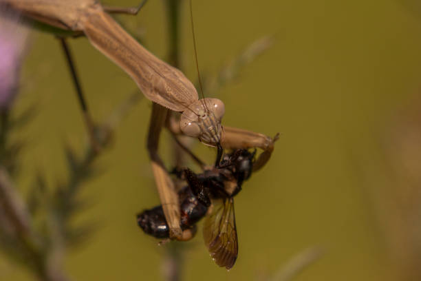Praying Mantis catches and eats a Bumblebee among the Thistle