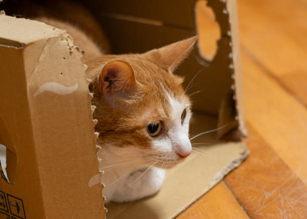 istock Cute cat in a cardboard box 2178854618