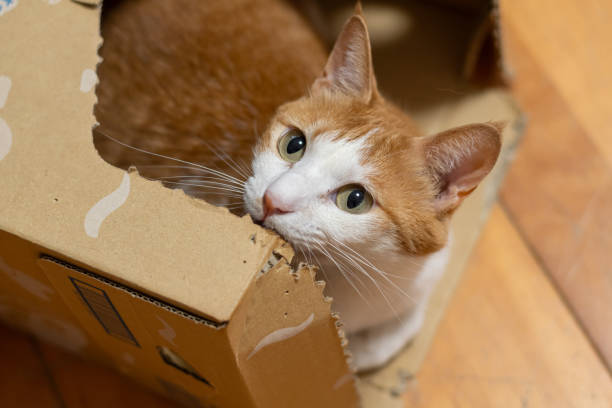 istock Cute cat in a cardboard box 2178854640
