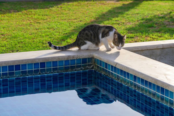 A playful cat cautiously approaches the edge of a shimmering pool, its reflection rippling gently in the clear water under a warm sun.