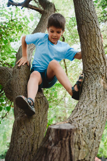 istock A boy climbs a tree in a park during the day 2178856402