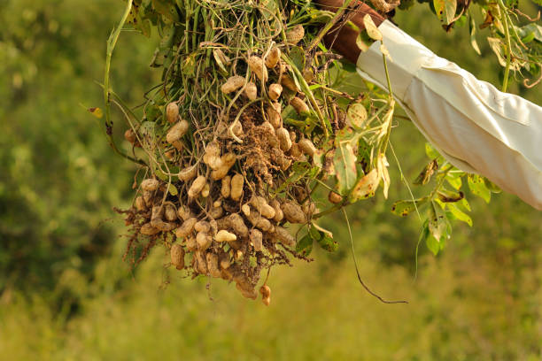 istock Farmer holding freshly harvested peanuts with roots in a field. Farmer picking peanuts. Man hand holding peanut plant or arachis hypogaea which has just been harvested Autumn harvesting. Organic farm 2178856863