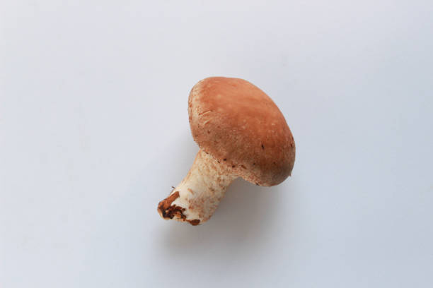 Shiitake mushroom photographed on a white background
