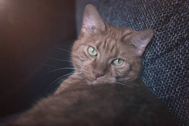 istock Cute red cat relaxing in the Sunlight. Horizontal image with selective focus. 2178858509