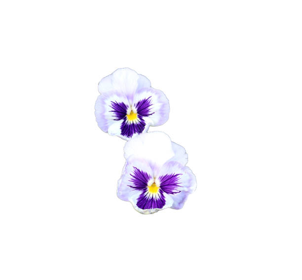 The garden pansy is a type of hybrid plant cultivated as a garden flower. It is a popular cool season flower and is easy to grow. Flowers are colorful and charming monkey-faced flowers.