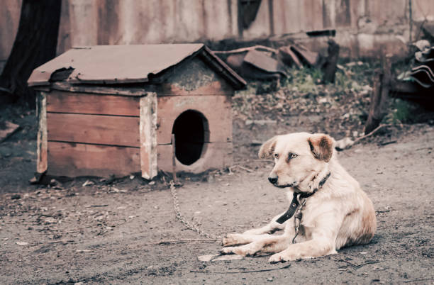 mongrel dog on a chain near a wooden doghouse on a farm old style photo