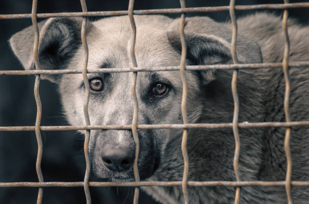 portrait of a mongrel dog with sad eyes in an iron cage behind bars close up
