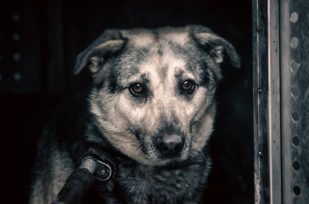istock old stray dog in a shelter 2178859617