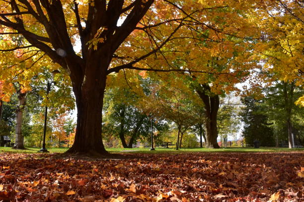 istock At the park in the fall 2178859809