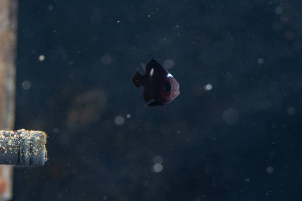 a small fry damsel fish inside the aquarium