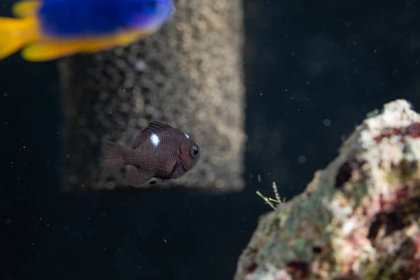 a small fry damsel fish inside the aquarium