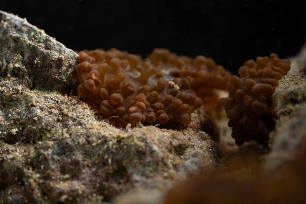a small brown bubble coral that is attach on the rock