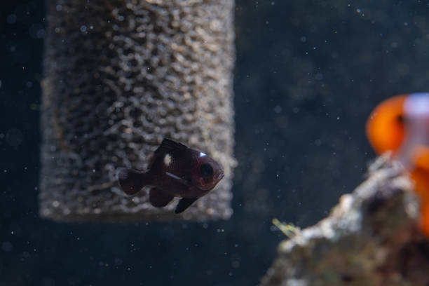 a small fry damsel fish inside the aquarium