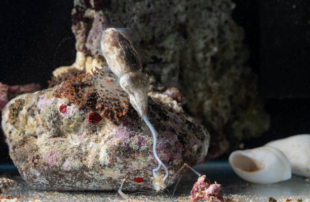 istock a dwarf cuttlefish sucking up it's hunted shrimp 2178861517