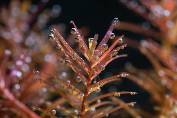 istock a rotala rotundifolia red photosynthesize or captures carbon dioxide bubbles under the water 2178861833