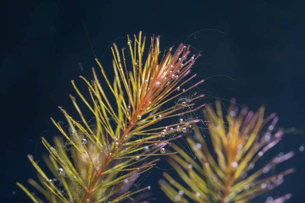 a rotala wallichii photosynthesize or captures carbon dioxide bubbles under the water and having some slight hair algae