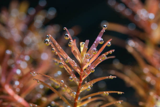 a rotala rotundifolia red photosynthesize or captures carbon dioxide bubbles under the water