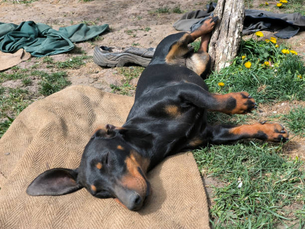 istock black dachshund sleeping in the sunlight on the grass 2178862432