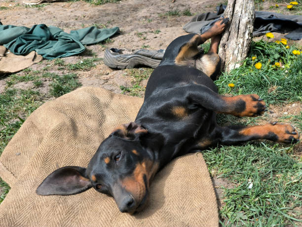 istock black dachshund sleeping in the sunlight on the grass 2178862434