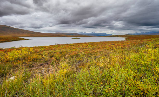 istock Two Moose Lake in Tombstone Territorial Park 2178864492