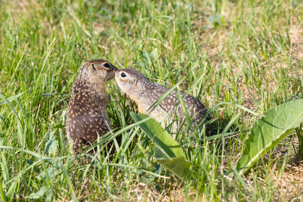 Two Speckled ground squirrels playing in the green grass