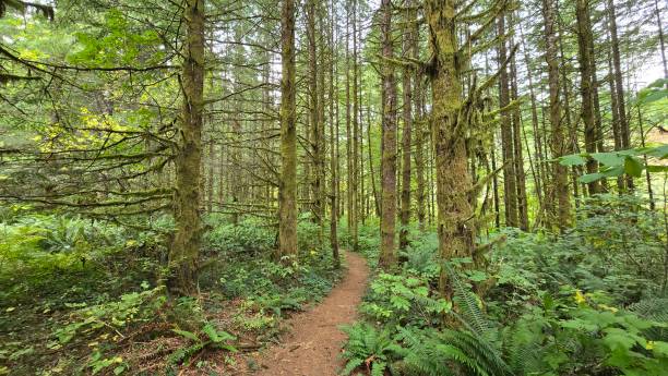 istock Hiking Trail Nature Trees 2178867118