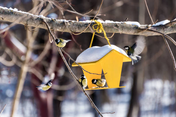 istock Yellow bird feeder covered with snow, hanging from a tree branch, attracting several bright yellow big tit in a winter forest 2178867188