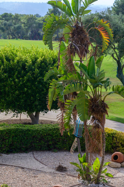 Lush tropical garden features a vibrant palm surrounded by manicured greenery in a sunlit afternoon landscape