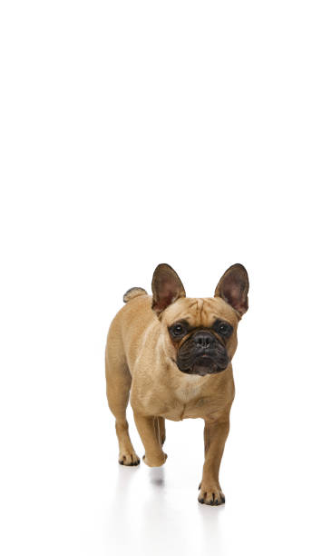 istock Cute little bulldog, pug, walking and curiously looking at camera against white studio background. Pet looks healthy and well-groomed. 2178869045