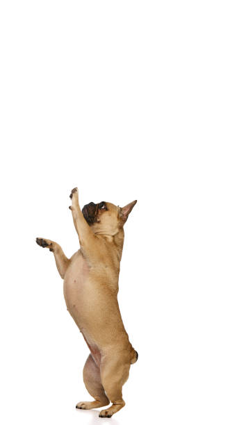 istock Cute little pet playing, standing on hind legs, looking upwards against white studio background. Curious little friend. 2178869058