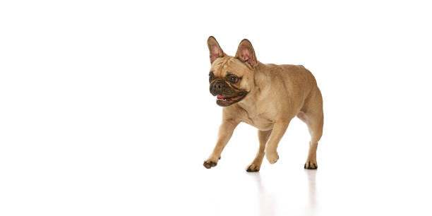 istock Tan pug running with mouth open, looking excited against white studio background. Purebred funny dog. Copy space. 2178869078