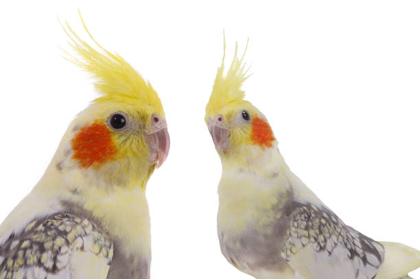 The masked lovebird (Agapornis personatus) is a species of psittaciform bird of the family Psittacidae native to the north-eastern regions of Kenya and Tanzania. It is widely bred in captivity as a pet or cage bird. It is one of the hardiest and most common inseparable birds on the bird market, very attractive because of its striking appearance.