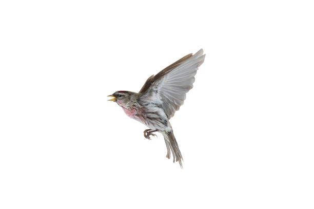 istock bird in flight  Common Redpoll isolated on white background 2178877017