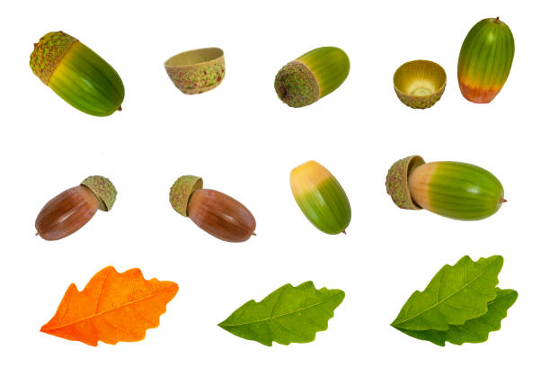 Oak leaves and acorns on oak bark background.