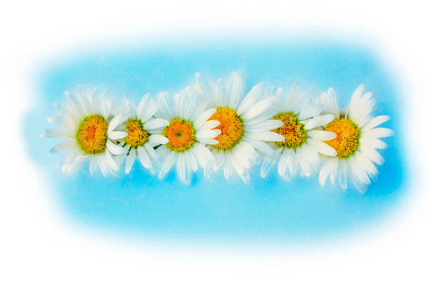 Wild flowers chamomile on a light background. Natural composition. Nature. daisies