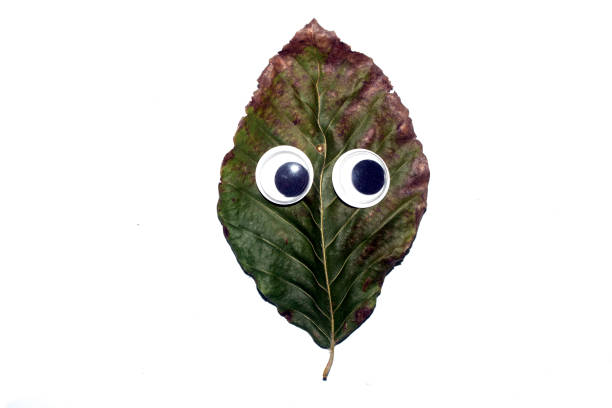 Funny Autumn Leaf Plant With Goggle Eyes on a White Background