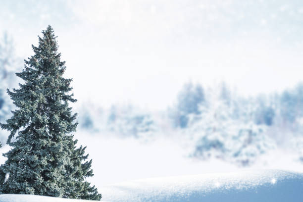 istock Landscape. Frozen winter forest with snow covered trees. 2178879811
