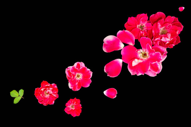 Natural pattern. summer wild flowers on black background. flower arrangement.
