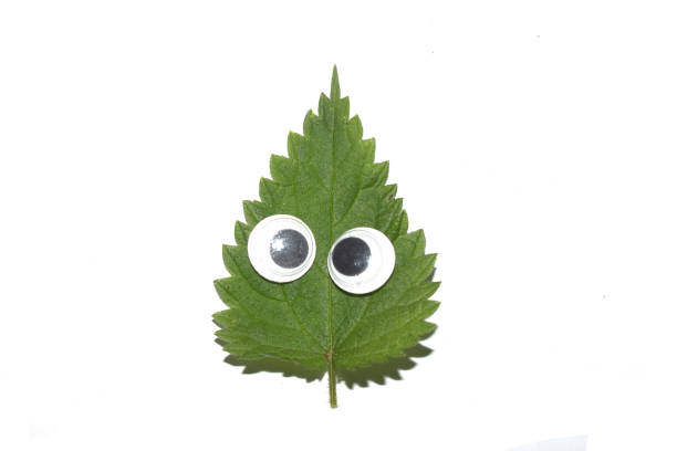Funny Autumn Leaf Plant With Goggle Eyes on a White Background