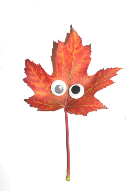 Funny Autumn Leaf Plant With Goggle Eyes on a White Background