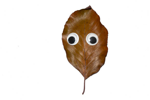 Funny Autumn Leaf Plant With Goggle Eyes on a White Background