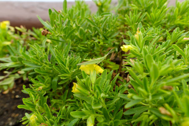 A green grasshopper blends seamlessly into the surrounding foliage, perched on a vibrant plant with small yellow flowers. The natural camouflage of the insect is highlighted against the fresh greenery, creating a harmonious scene in nature.