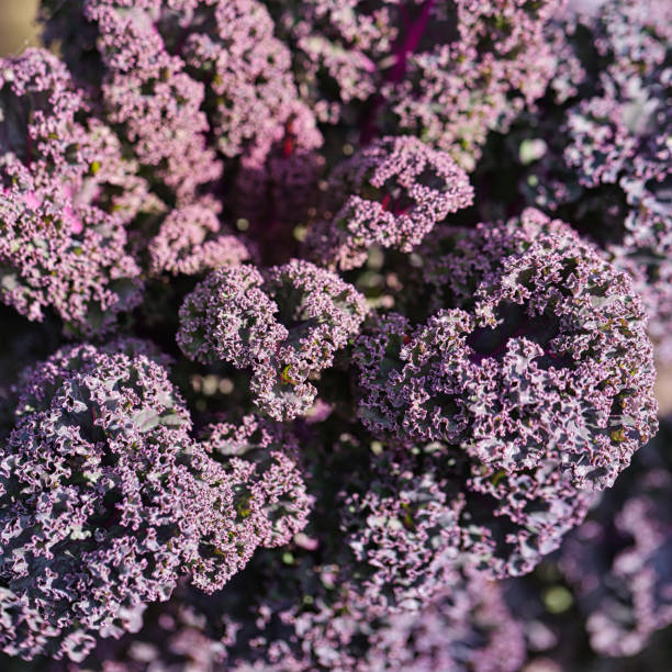 istock Colorful vegetables in autumn as an abstract pattern. 2178885596
