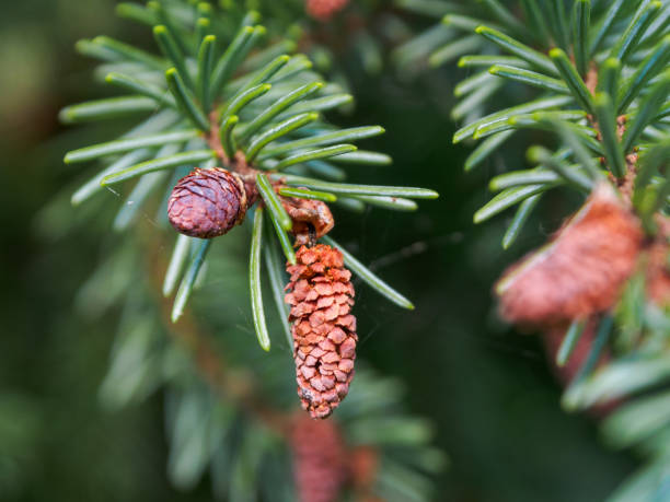 istock Close-up of young coniferous cones covered with bright greenery under the sun's rays, reflecting the freshness of nature and its new beginnings 2178888142