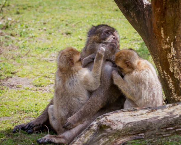 istock A family of Barbary macaque, Macaca sylvanus 2178889172