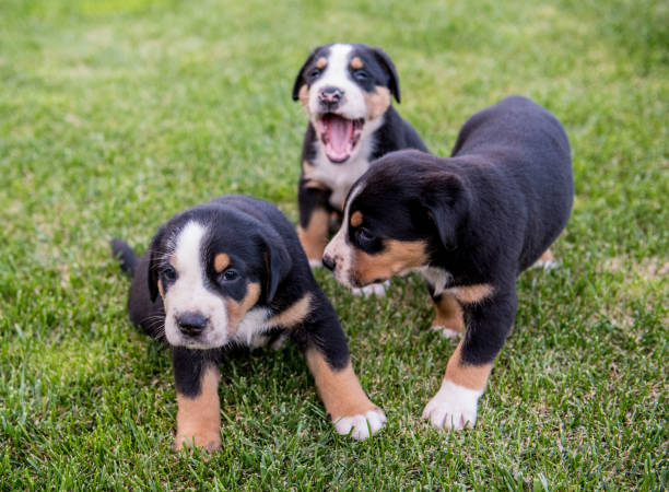 Swiss mountain dog puppies, Bernese mountain dog puppies