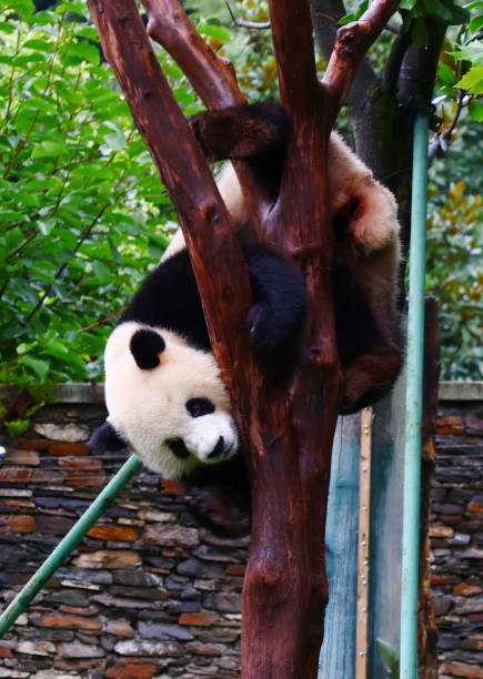 istock Cute Pandas in China 2178894012