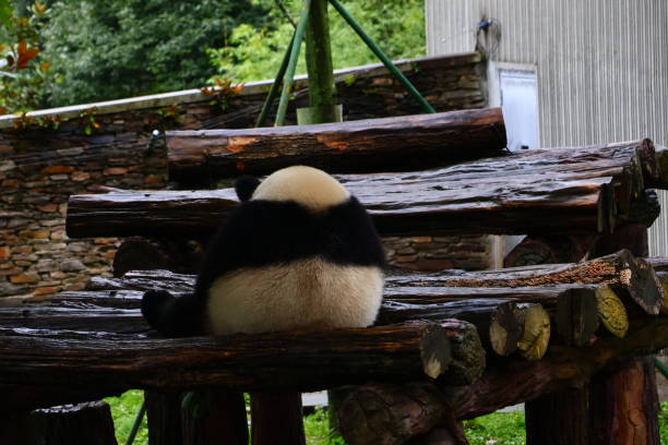 istock Cute Pandas in China 2178894171