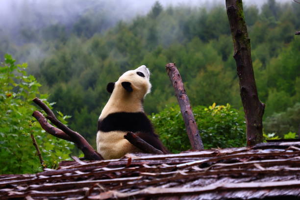 Cute pandas with different funny poses