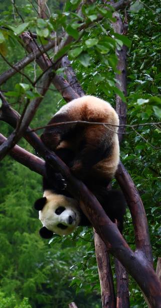 istock Cute Pandas in China 2178894196